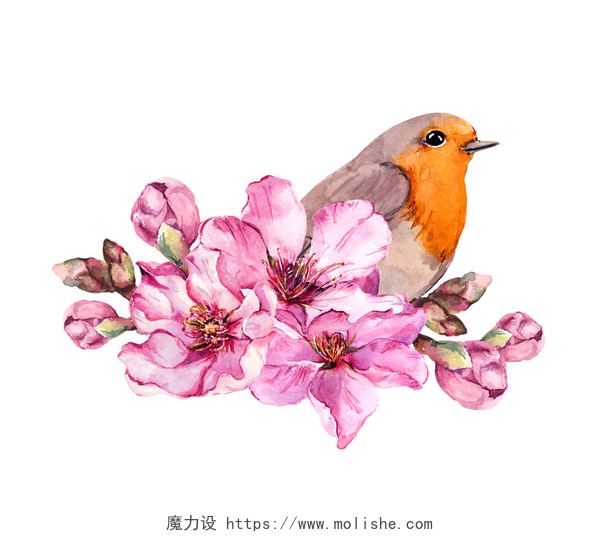 在白色的画布上有着粉红色的花和一只喜鹊春天的鸟在开花的分枝与粉红色的花樱桃, 樱花, 苹果, 杏仁花。水彩